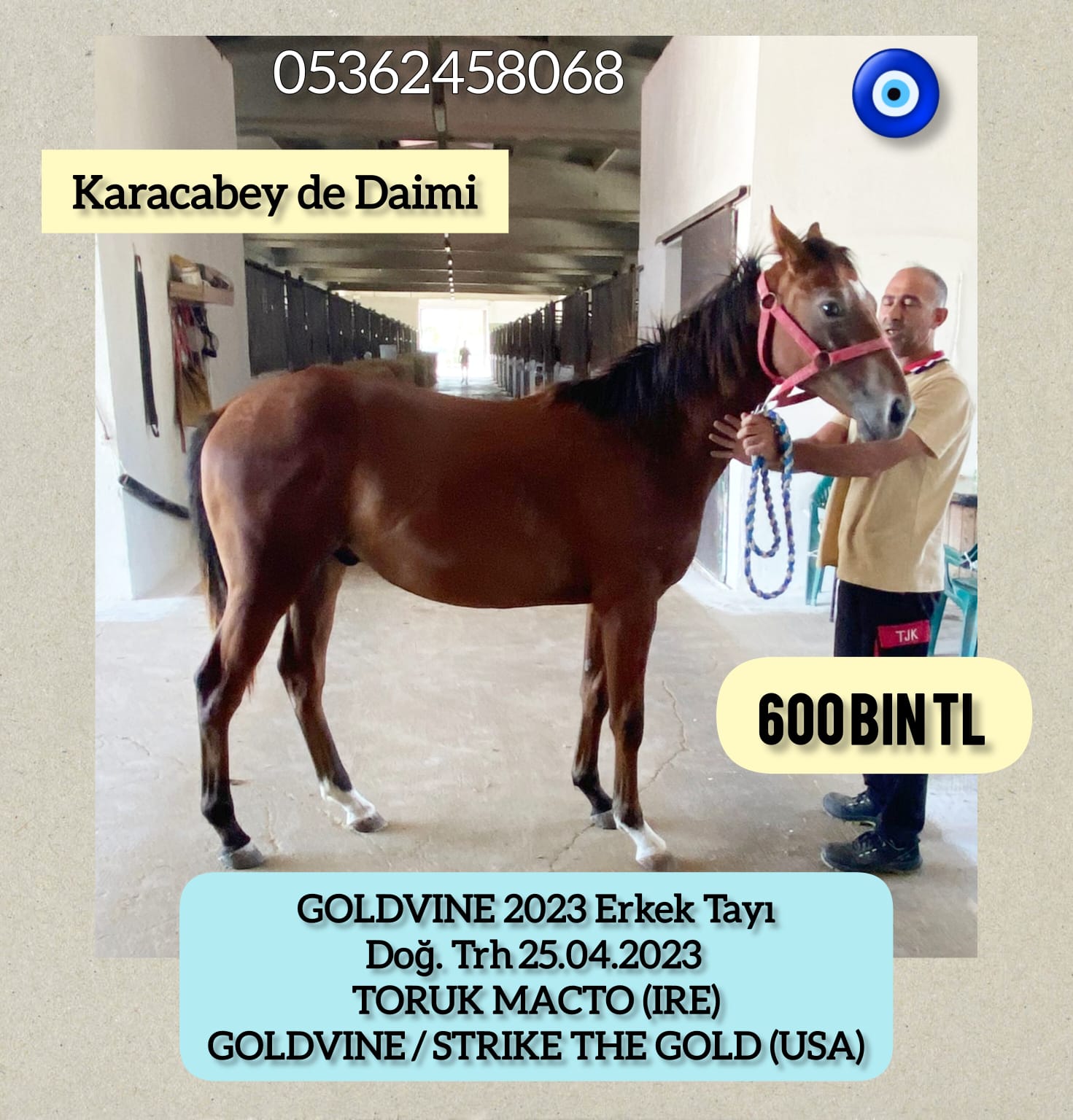 KARACABEY DE DAİMİ 1 BUÇUKLU TORUK MACTO ERKEK TAYI ANNE:GOLDVINE